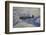 Supermarine Spitfire, British and Allied WWII War Plane, South Island, New Zealand-David Wall-Framed Photographic Print