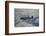 Supermarine Spitfire, British and Allied WWII War Plane, South Island, New Zealand-David Wall-Framed Photographic Print