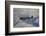 Supermarine Spitfire, British and Allied WWII War Plane, South Island, New Zealand-David Wall-Framed Photographic Print