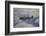 Supermarine Spitfire, British and Allied WWII War Plane, South Island, New Zealand-David Wall-Framed Photographic Print