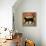 Superstition Vineyards Cat-Ryan Fowler-Framed Stretched Canvas displayed on a wall