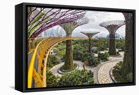 Supertree Grove and Skywalk in the Gardens by the Bay, Marina South, Singapore.-Cahir Davitt-Framed Premier Image Canvas