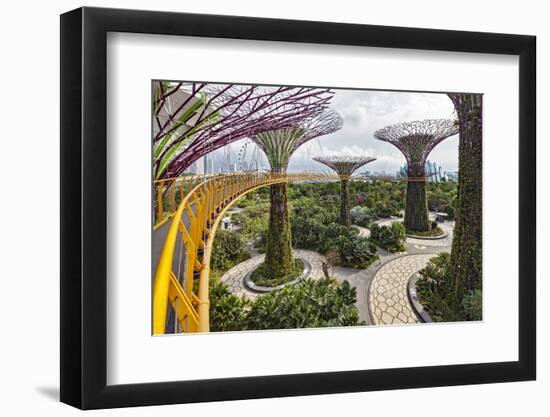 Supertree Grove and Skywalk in the Gardens by the Bay, Marina South, Singapore.-Cahir Davitt-Framed Photographic Print