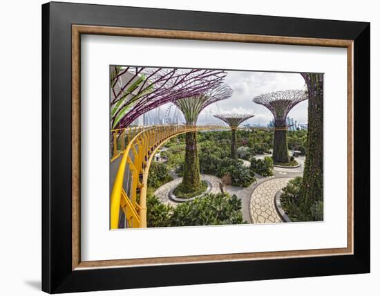 Supertree Grove and Skywalk in the Gardens by the Bay, Marina South, Singapore.-Cahir Davitt-Framed Photographic Print