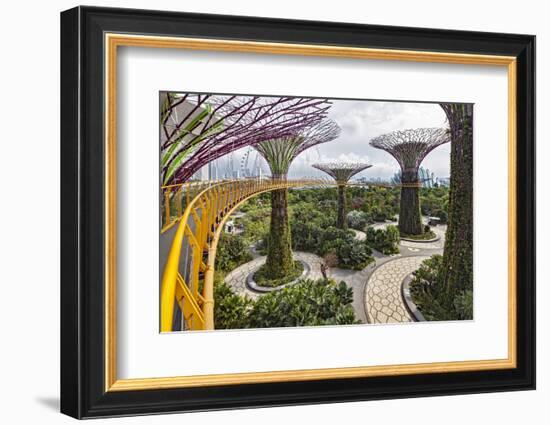 Supertree Grove and Skywalk in the Gardens by the Bay, Marina South, Singapore.-Cahir Davitt-Framed Photographic Print