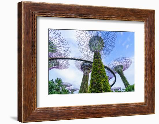 Supertree Grove in the Gardens by the Bay, a Futuristic Botanical Gardens and Park, Marina Bay-Fraser Hall-Framed Photographic Print