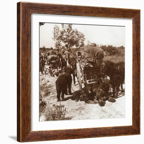 Supply dogs, c1914-c1918-Unknown-Framed Photographic Print