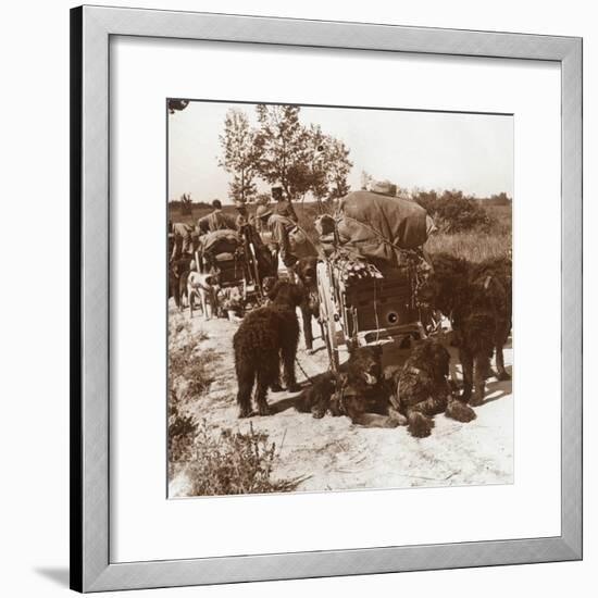 Supply dogs, c1914-c1918-Unknown-Framed Photographic Print