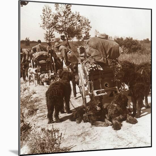 Supply dogs, c1914-c1918-Unknown-Mounted Photographic Print