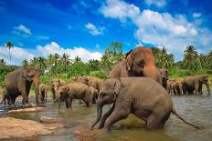 Elephant Group in the River-SurangaWeeratunga-Photographic Print