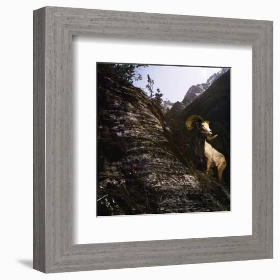 Sure Footed-Steve Hunziker-Framed Art Print