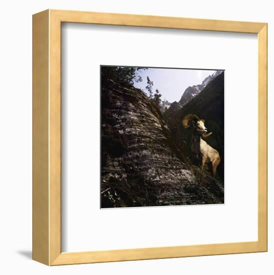 Sure Footed-Steve Hunziker-Framed Art Print