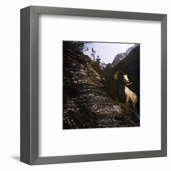 Sure Footed-Steve Hunziker-Framed Art Print