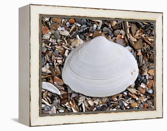 Surf Clam Shell on Beach, Belgium-Philippe Clement-Framed Premier Image Canvas