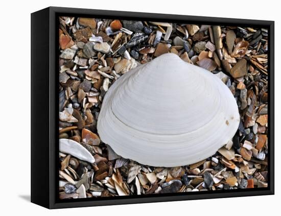 Surf Clam Shell on Beach, Belgium-Philippe Clement-Framed Premier Image Canvas