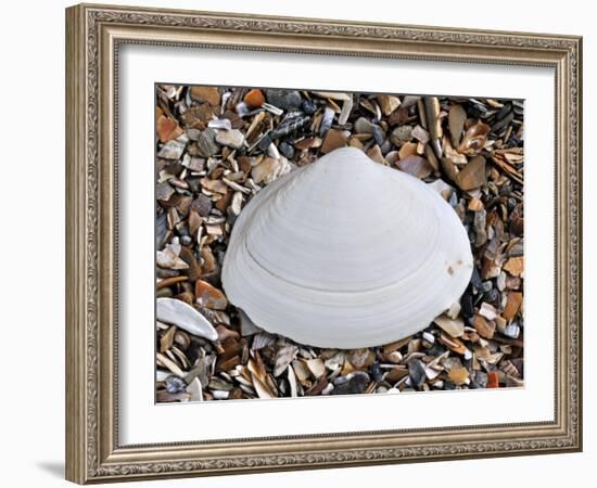 Surf Clam Shell on Beach, Belgium-Philippe Clement-Framed Photographic Print