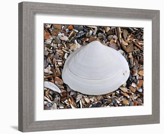 Surf Clam Shell on Beach, Belgium-Philippe Clement-Framed Photographic Print