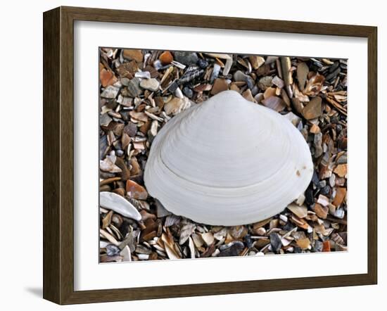 Surf Clam Shell on Beach, Belgium-Philippe Clement-Framed Photographic Print