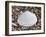 Surf Clam Shell on Beach, Belgium-Philippe Clement-Framed Photographic Print