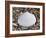 Surf Clam Shell on Beach, Belgium-Philippe Clement-Framed Photographic Print