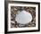 Surf Clam Shell on Beach, Belgium-Philippe Clement-Framed Photographic Print