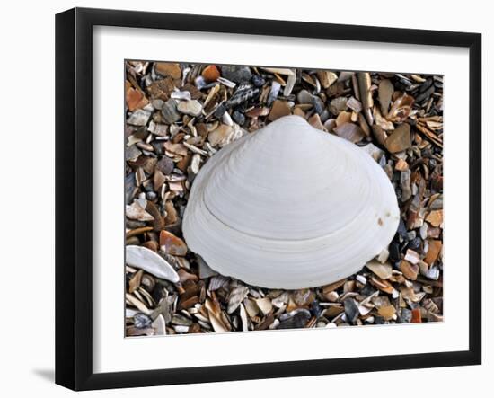 Surf Clam Shell on Beach, Belgium-Philippe Clement-Framed Photographic Print