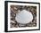 Surf Clam Shell on Beach, Belgium-Philippe Clement-Framed Photographic Print