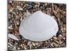 Surf Clam Shell on Beach, Belgium-Philippe Clement-Mounted Photographic Print