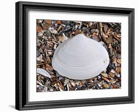 Surf Clam Shell on Beach, Belgium-Philippe Clement-Framed Photographic Print