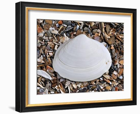 Surf Clam Shell on Beach, Belgium-Philippe Clement-Framed Photographic Print