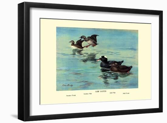 Surf Scoter Ducks-Allan Brooks-Framed Art Print