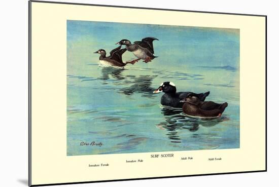 Surf Scoter Ducks-Allan Brooks-Mounted Art Print