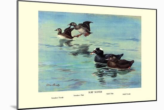 Surf Scoter Ducks-Allan Brooks-Mounted Art Print