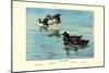 Surf Scoter Ducks-Allan Brooks-Mounted Art Print