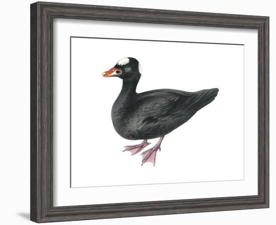 Surf Scoter (Melanitta Perspicillata), Duck, Birds-Encyclopaedia Britannica-Framed Art Print