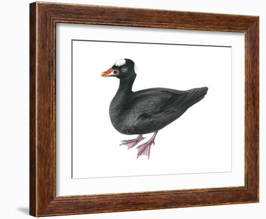 Surf Scoter (Melanitta Perspicillata), Duck, Birds-Encyclopaedia Britannica-Framed Art Print