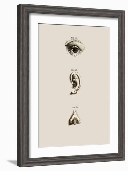 Surface Anatomy of the Eye, Ear And Nose-Mehau Kulyk-Framed Photographic Print