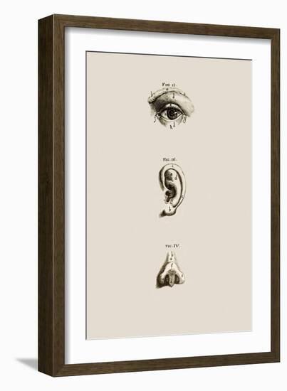 Surface Anatomy of the Eye, Ear And Nose-Mehau Kulyk-Framed Photographic Print