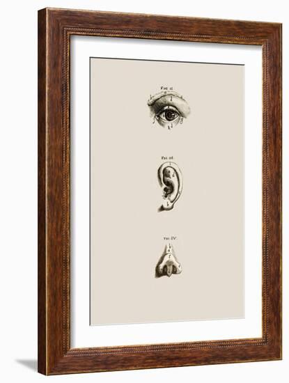 Surface Anatomy of the Eye, Ear And Nose-Mehau Kulyk-Framed Photographic Print