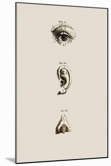 Surface Anatomy of the Eye, Ear And Nose-Mehau Kulyk-Mounted Photographic Print