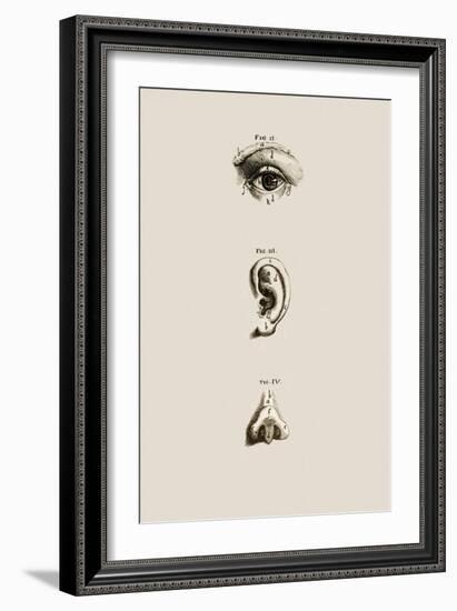 Surface Anatomy of the Eye, Ear And Nose-Mehau Kulyk-Framed Photographic Print