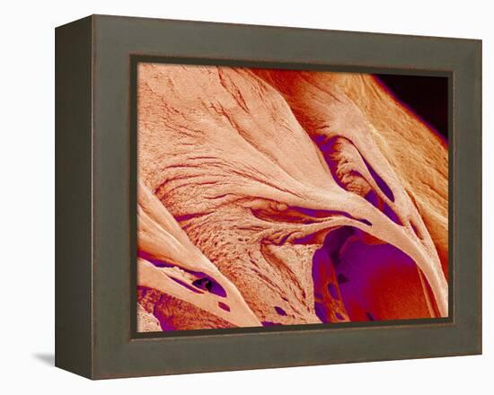 Surface of a valve of a rat heart-Micro Discovery-Framed Premier Image Canvas