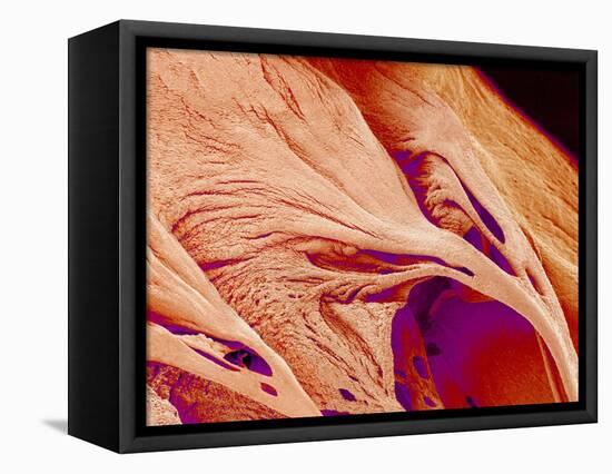 Surface of a valve of a rat heart-Micro Discovery-Framed Premier Image Canvas