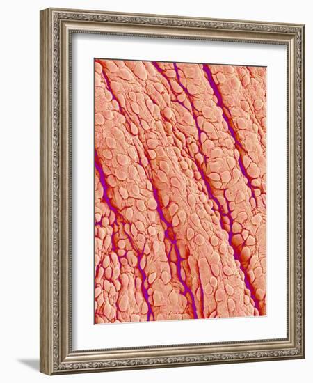 Surface of a valve of a rat heart-Micro Discovery-Framed Photographic Print