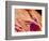 Surface of a valve of a rat heart-Micro Discovery-Framed Photographic Print