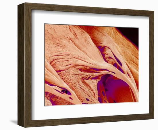 Surface of a valve of a rat heart-Micro Discovery-Framed Photographic Print