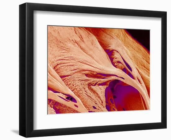 Surface of a valve of a rat heart-Micro Discovery-Framed Photographic Print