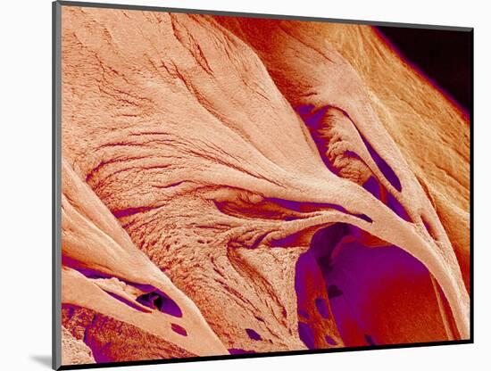 Surface of a valve of a rat heart-Micro Discovery-Mounted Photographic Print