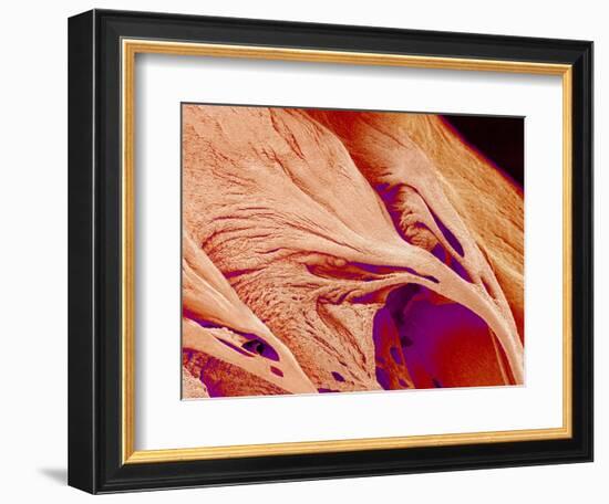 Surface of a valve of a rat heart-Micro Discovery-Framed Photographic Print