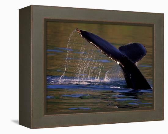 Surfacing Humpback Whale, Inside Passage, Southeast Alaska, USA-Stuart Westmoreland-Framed Premier Image Canvas